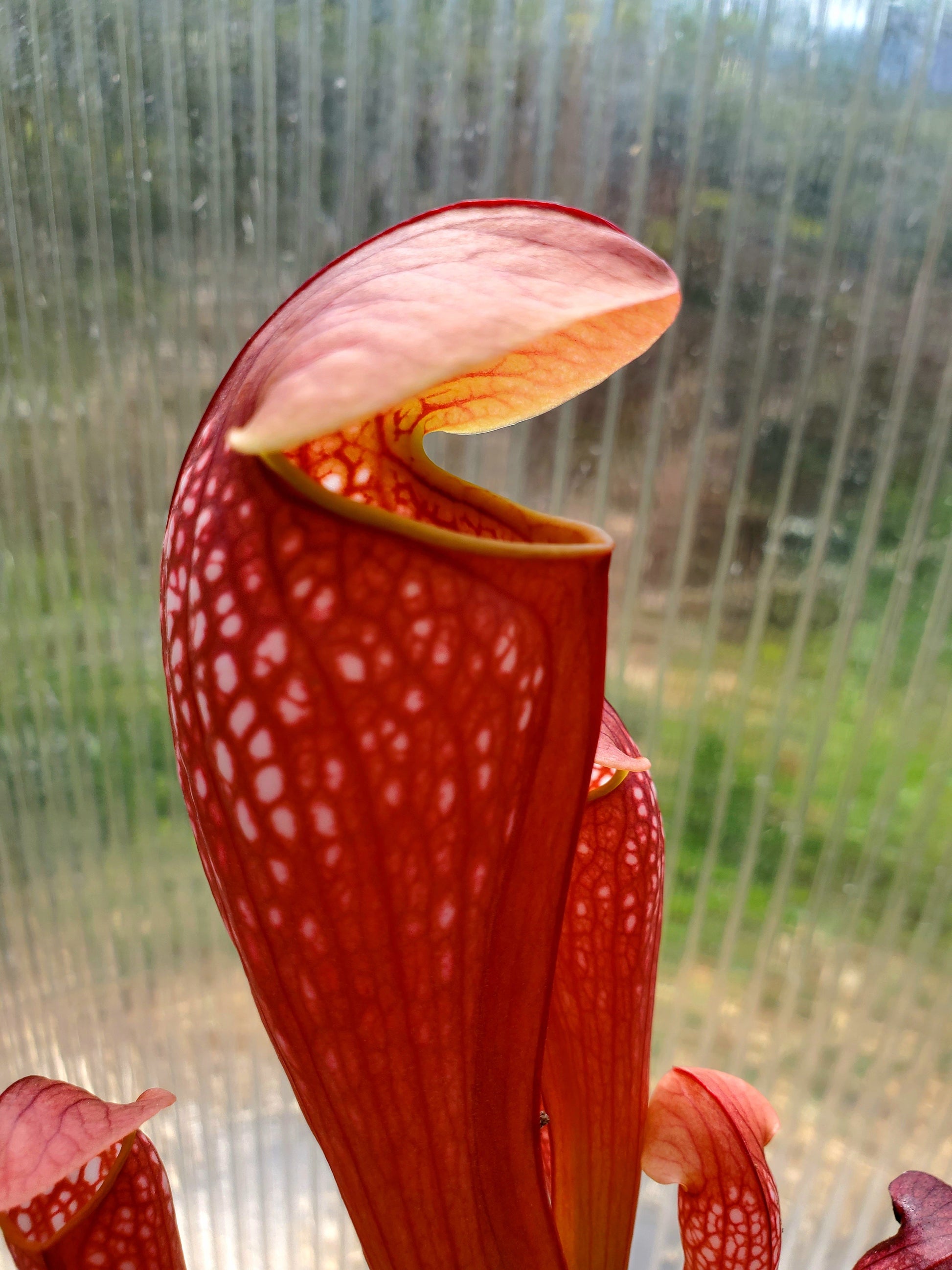 live carnivorous pitcher plant - 1