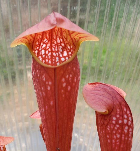 live carnivorous pitcher plant - 0