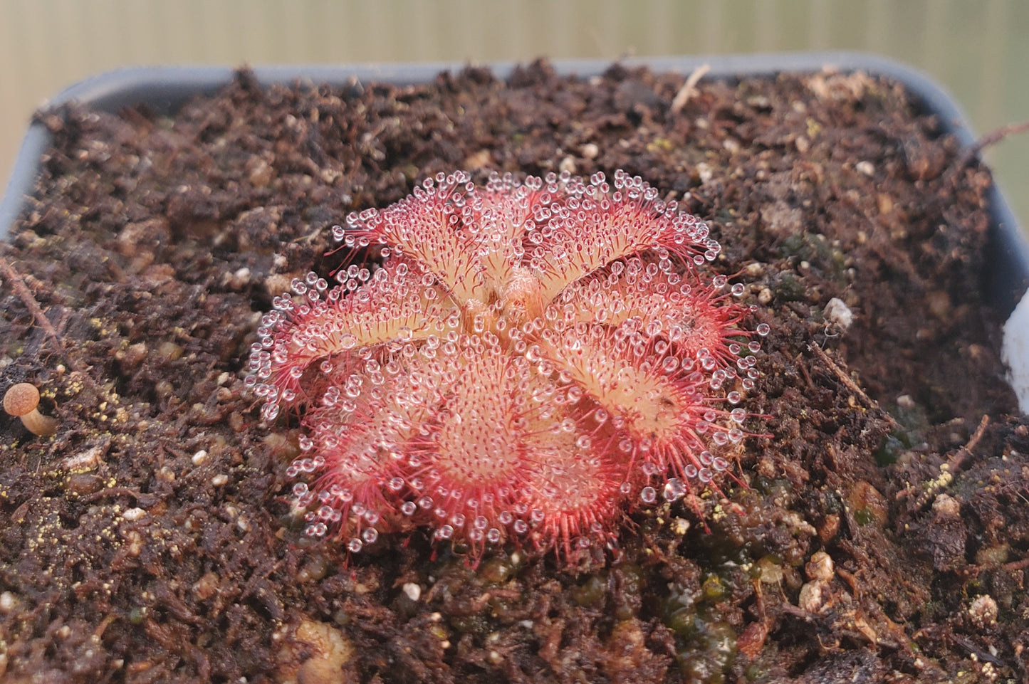 Drosera aliciae, Alice Sundew, live carnivorous plant, potted