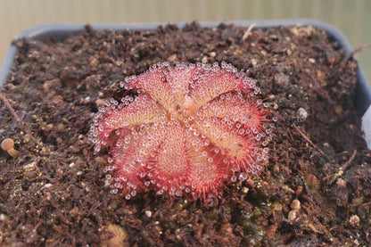 Drosera aliciae, Alice Sundew, live carnivorous plant, potted