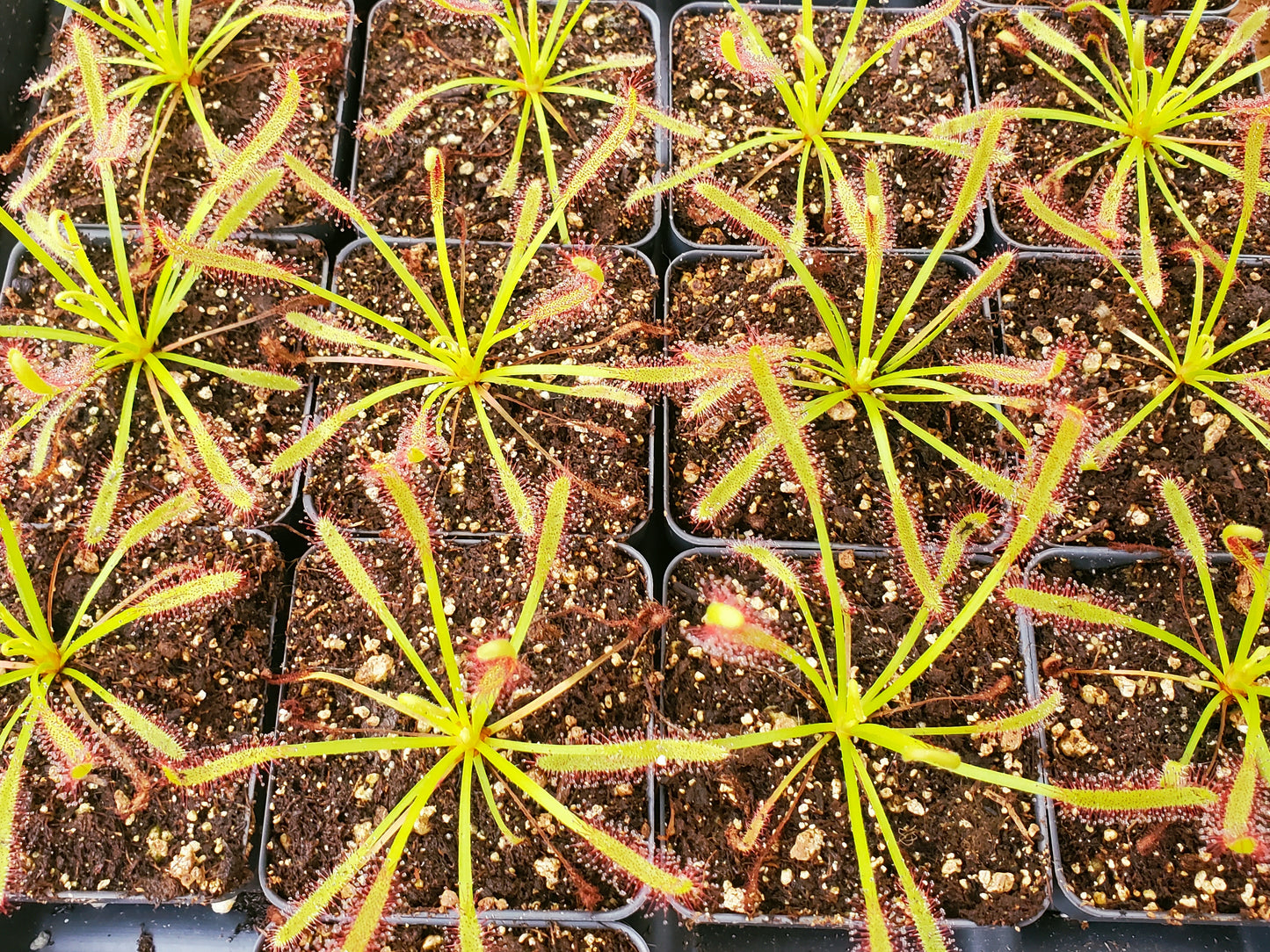 Drosera capensis, Cape Sundew, live carnivorous plant, potted