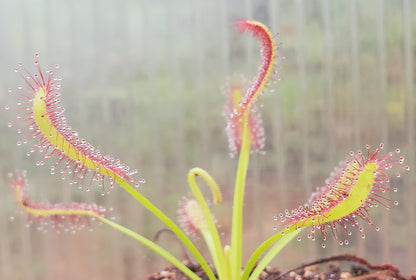 Drosera capensis, Cape Sundew, live carnivorous plant, potted