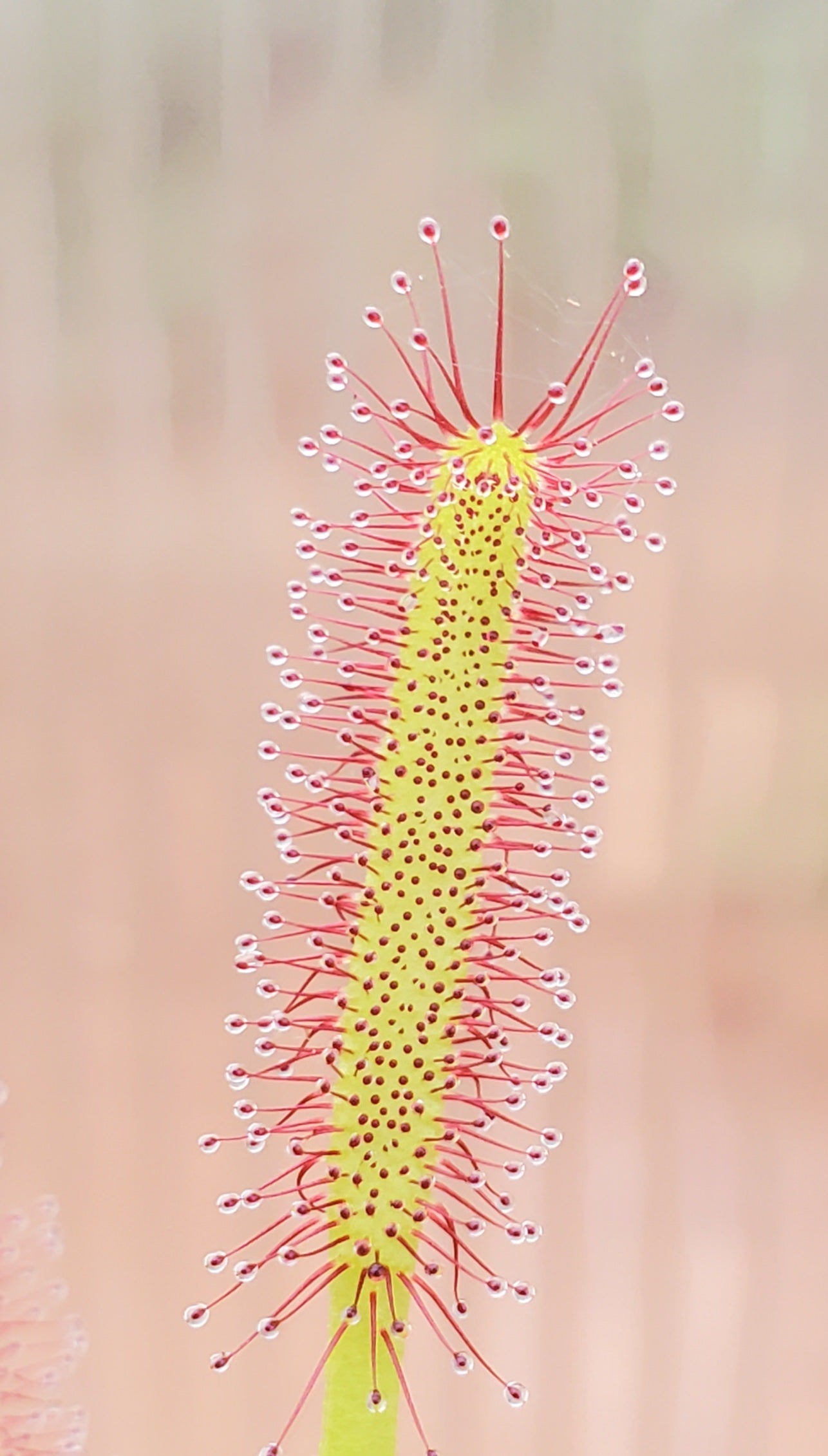 Drosera capensis, Cape Sundew, live carnivorous plant, potted