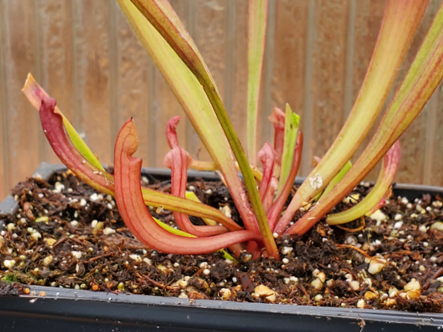 Sarracenia x 'Juthatip Soper', live carnivorous pitcher plant, potted