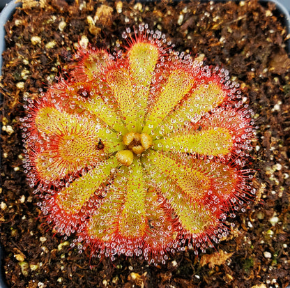 Drosera aliciae, Alice Sundew, live carnivorous plant, potted