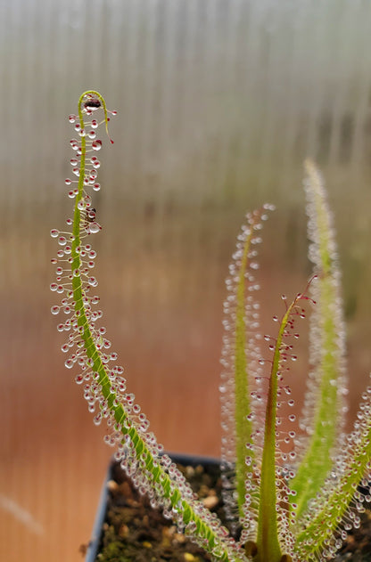 live carnivorous plant - 5