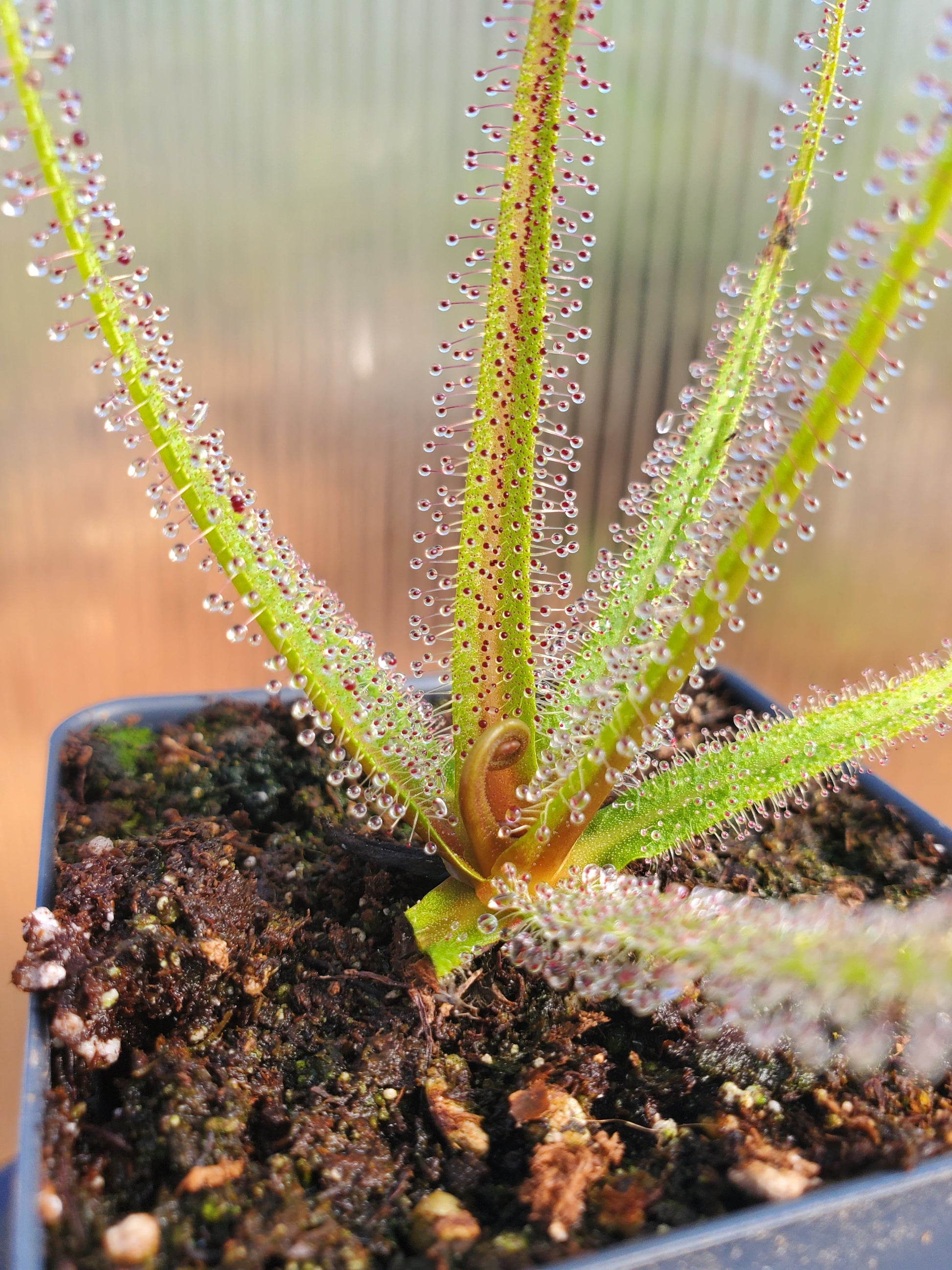 live carnivorous plant - 4