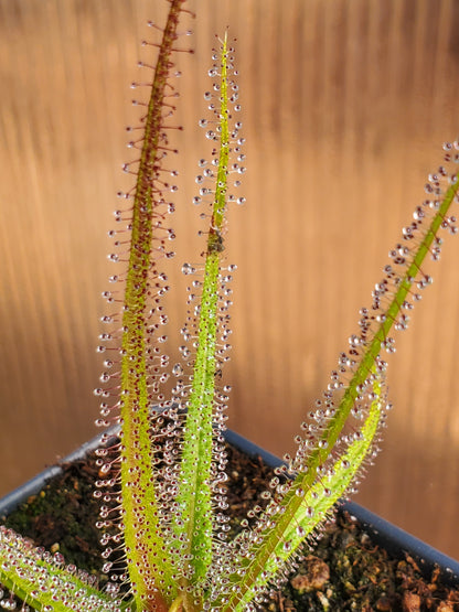 live carnivorous plant - 1