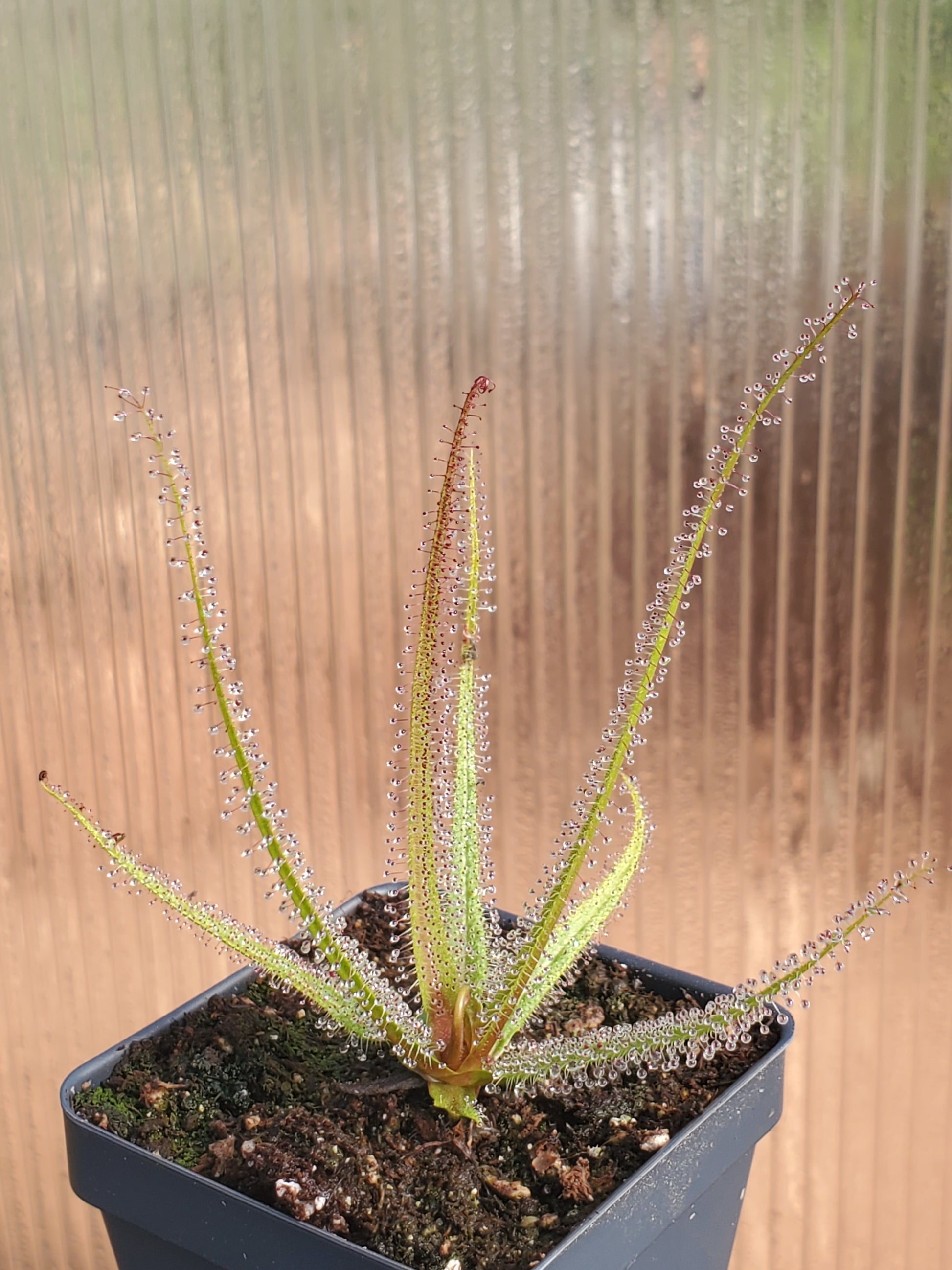 live carnivorous plant - 3