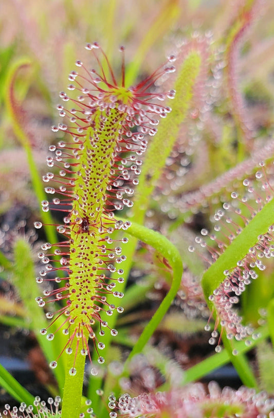 Drosera capensis, Cape Sundew, live carnivorous plant, potted