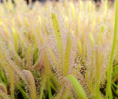 drosera capensis 'alba' - 0