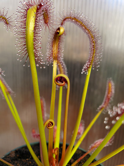 drosera capensis 'red' - 6