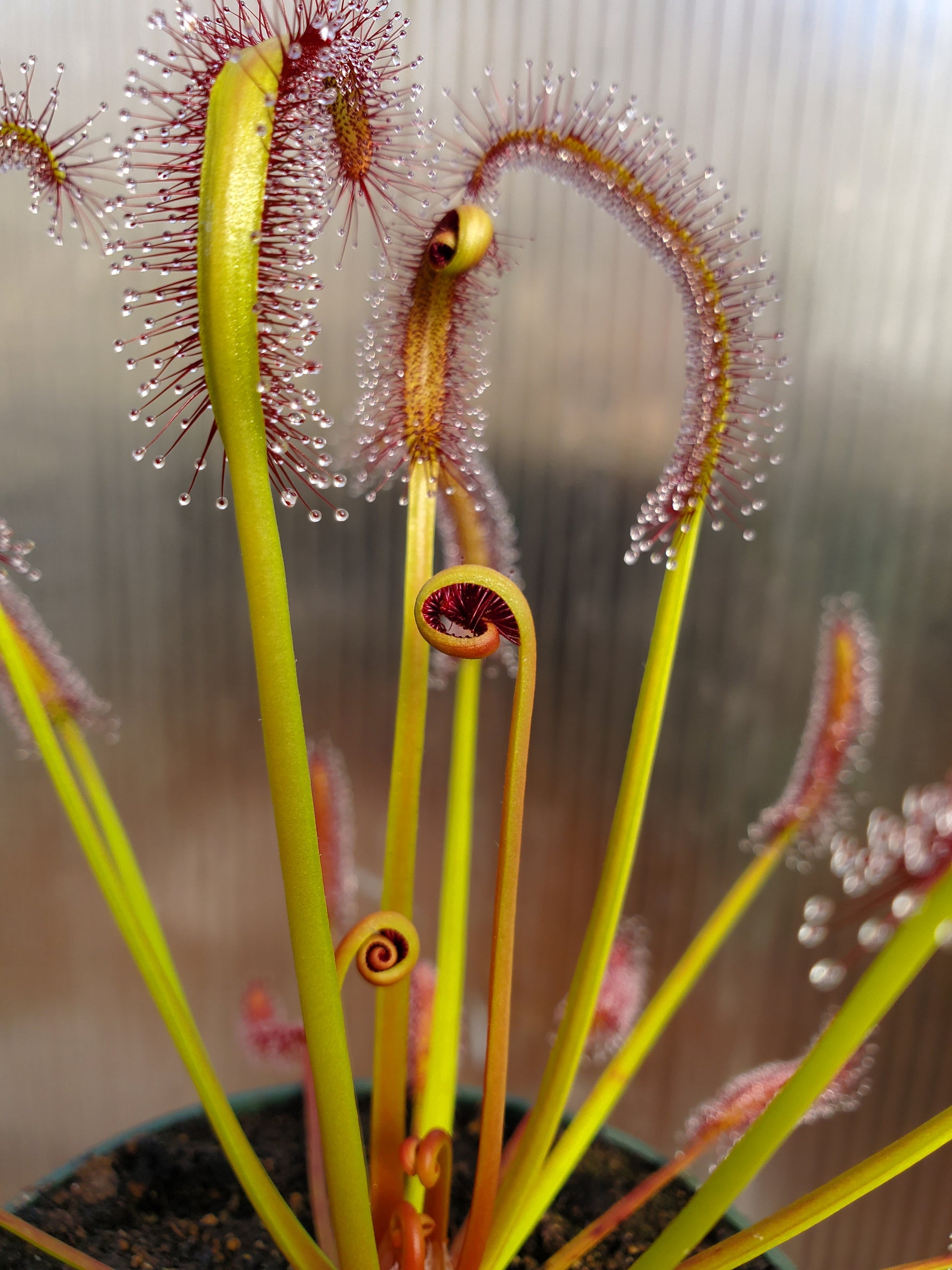 drosera capensis 'red' - 4