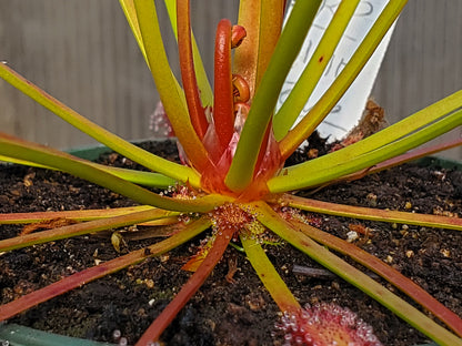 drosera capensis 'red' - 5