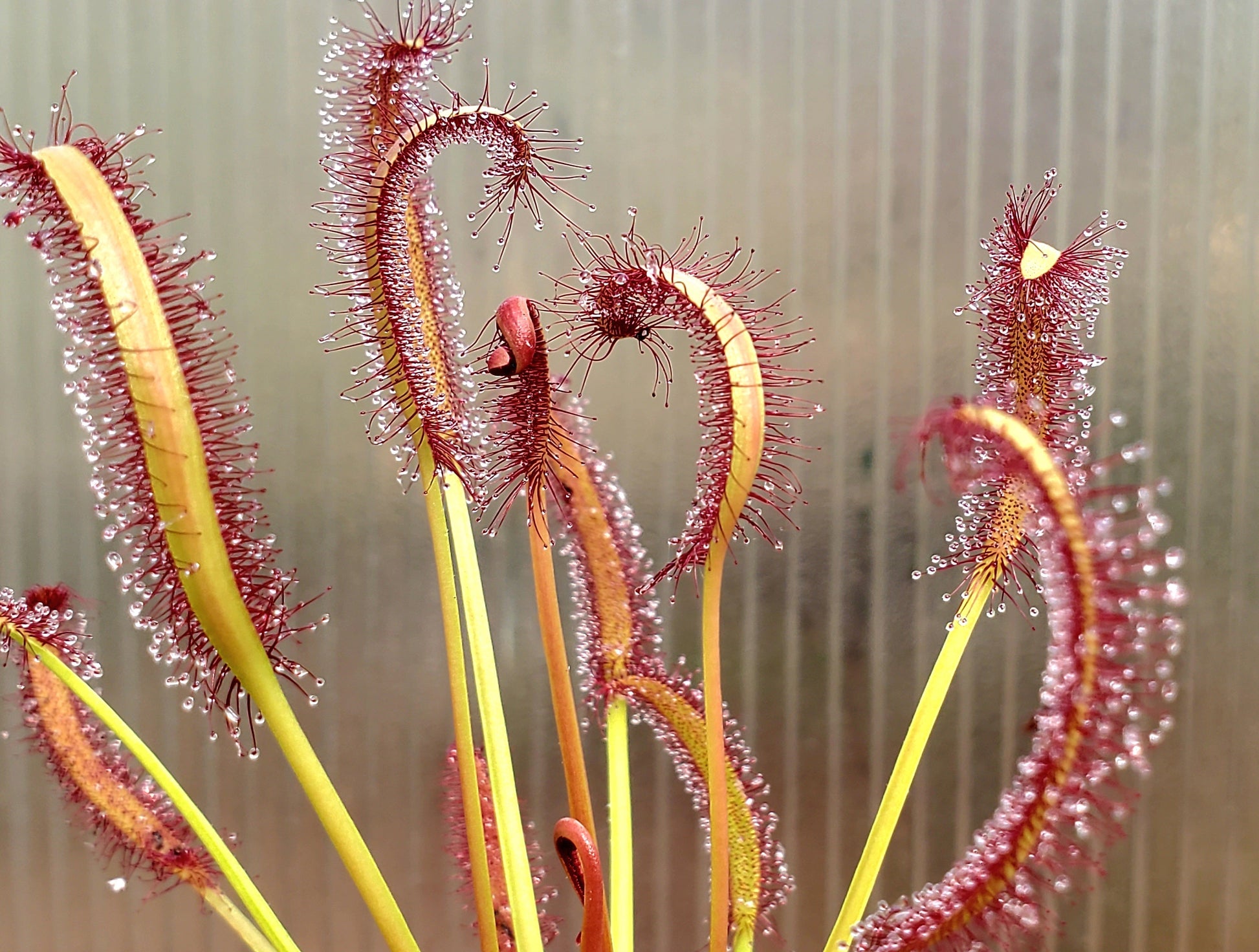 drosera capensis 'red' - 9