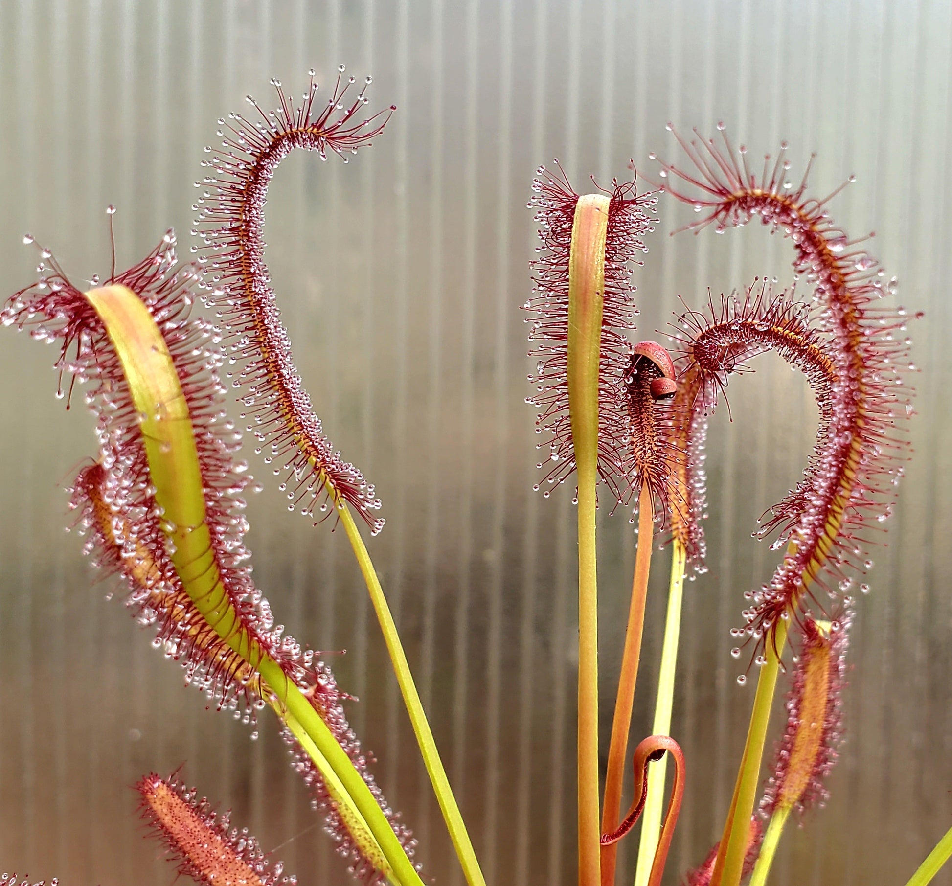 drosera capensis 'red' - 7