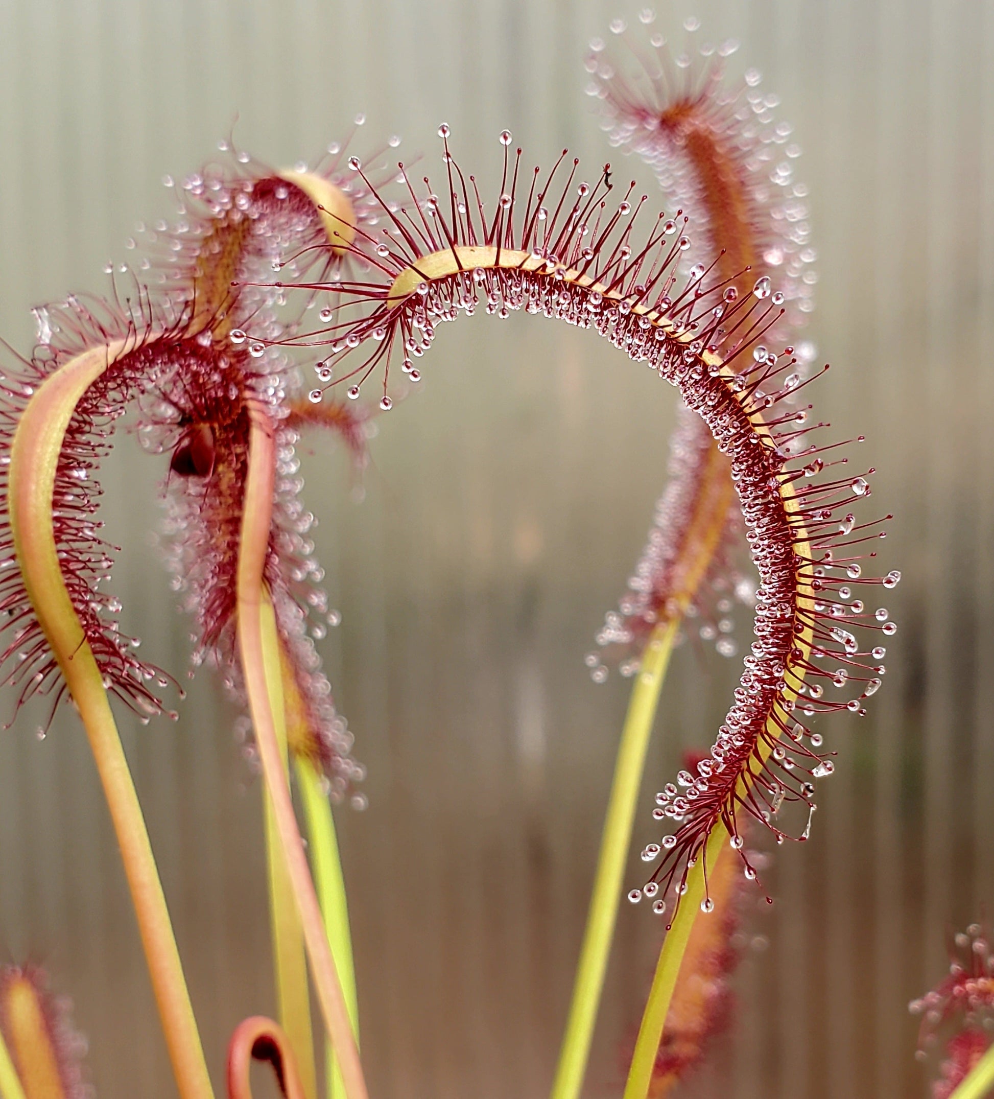 drosera capensis 'red' - 8