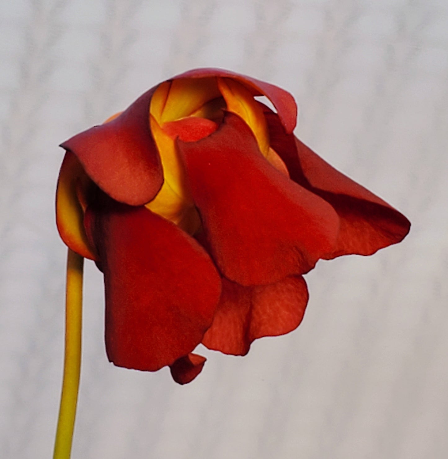 Sarracenia 'Scarlet Belle', live carnivorous plant, potted