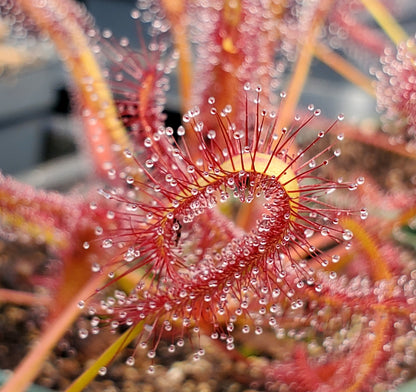 drosera capensis 'red' - 0