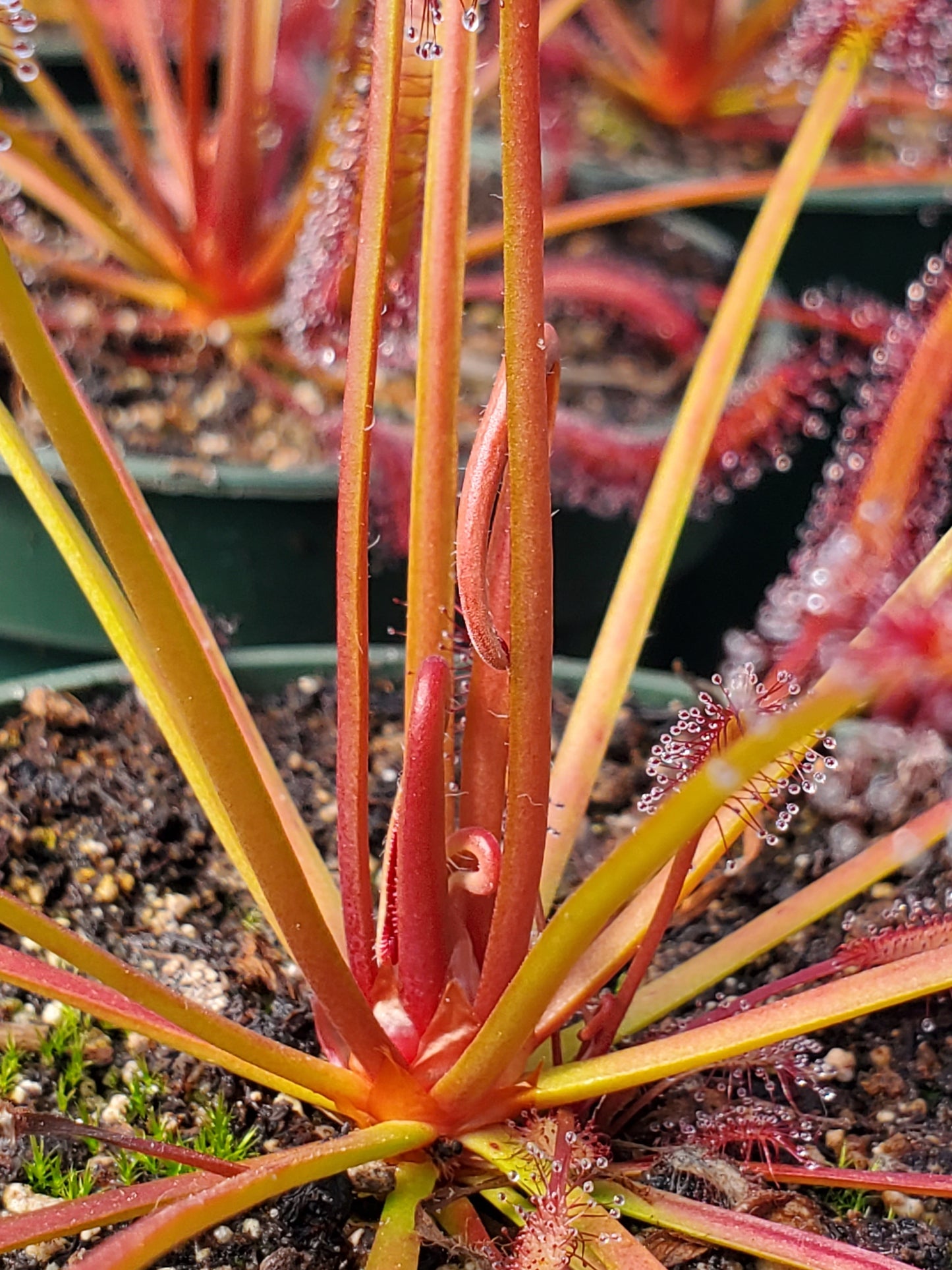 drosera capensis 'red' - 3