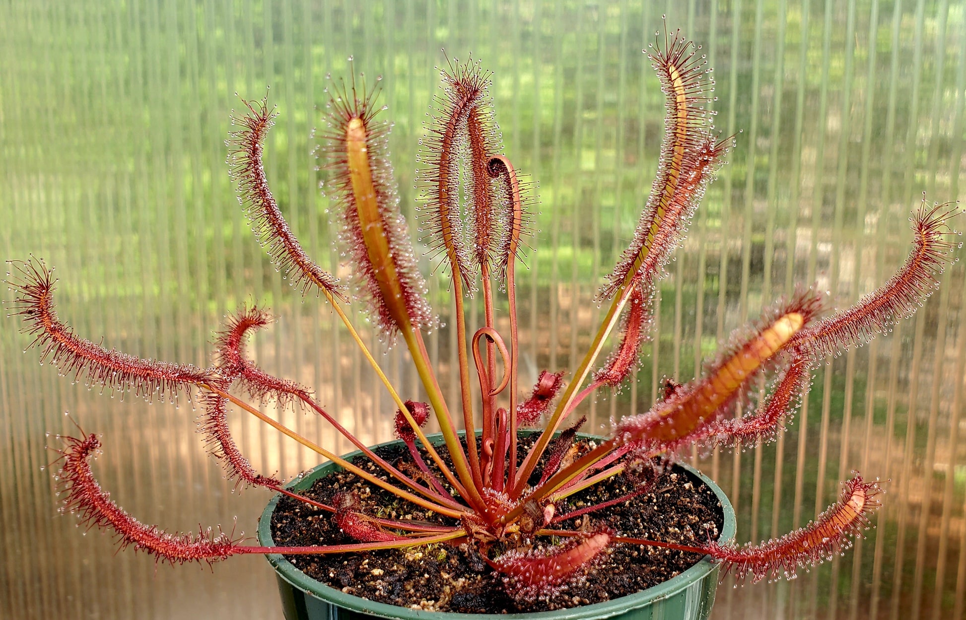 drosera capensis 'red' - 2