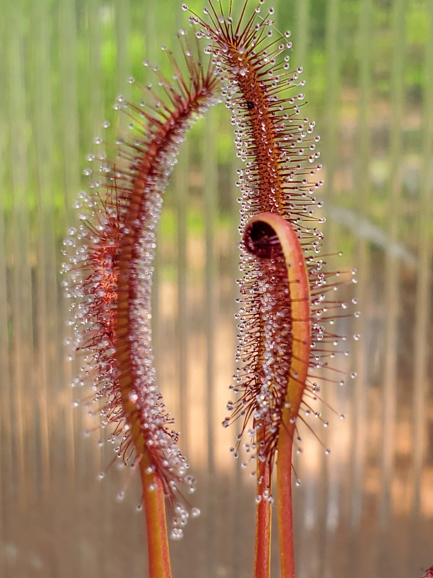 drosera capensis 'red' - 1