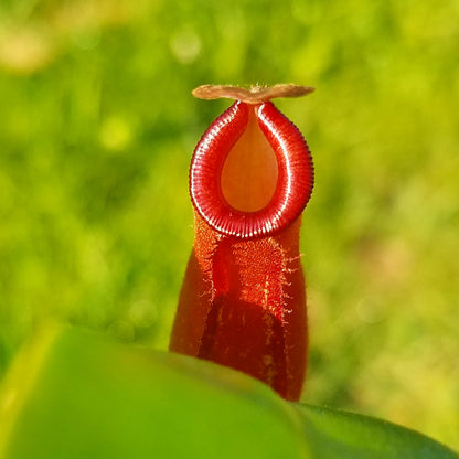 Nepenthes 'Lady Luck', tropical pitcher plant, live carnivorous plant, potted