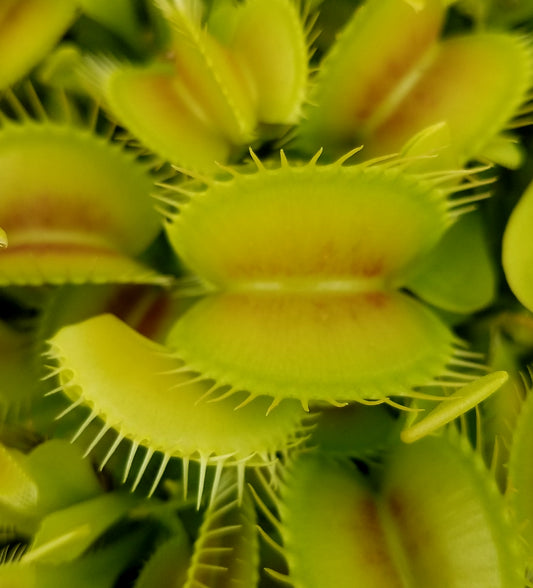 Venus Flytrap, Dionaea muscipula, live carnivorous plant, potted