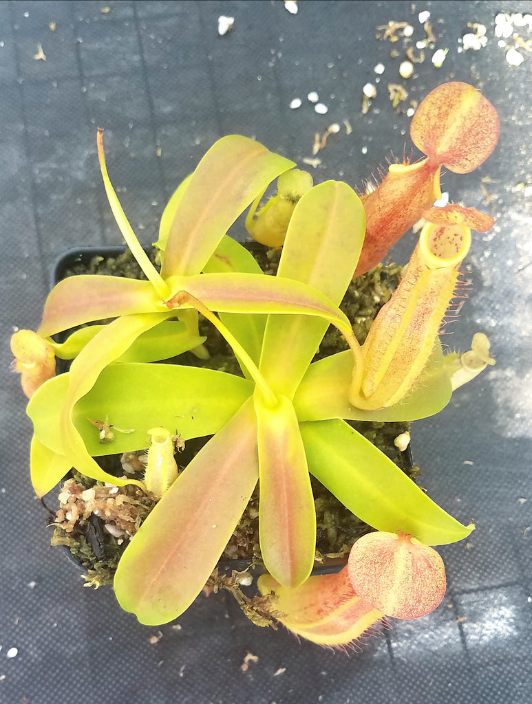 Nepenthes sanguinea 'Orange', tropical pitcher plant, live carnivorous plant, potted