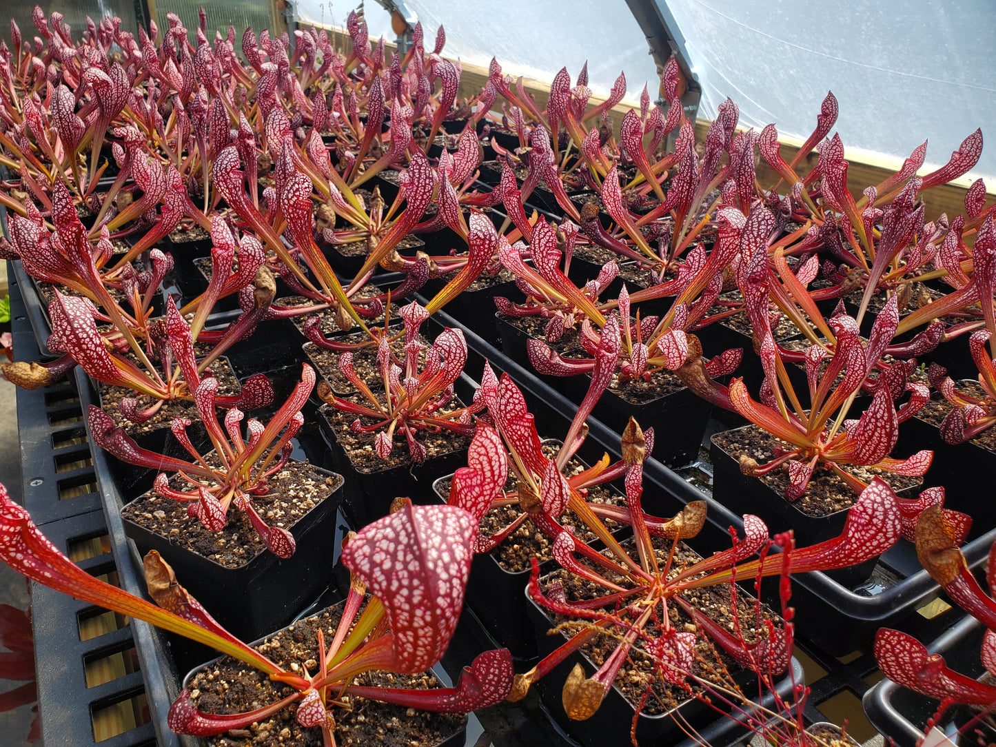 Sarracenia 'Scarlet Belle', live carnivorous plant, potted