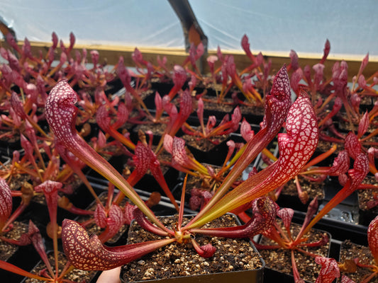 Sarracenia 'Scarlet Belle', live carnivorous plant, potted