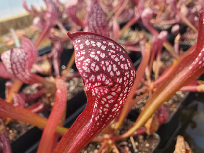 Sarracenia 'Scarlet Belle', live carnivorous plant, potted