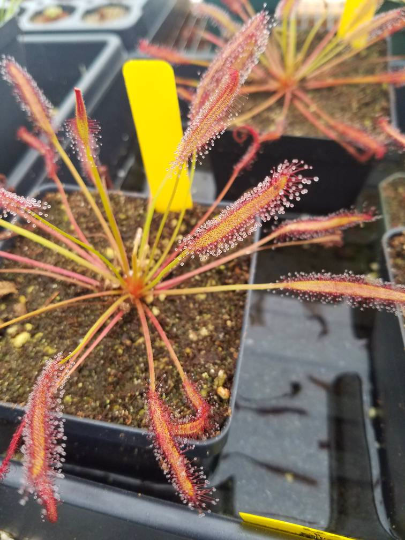 Drosera capensis 'big pink' - 2