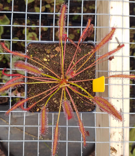 Drosera capensis 'big pink' - 3