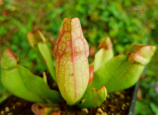 Sarracenia purpurea var. 'Venosa Red', live carnivorous pitcher plant, potted