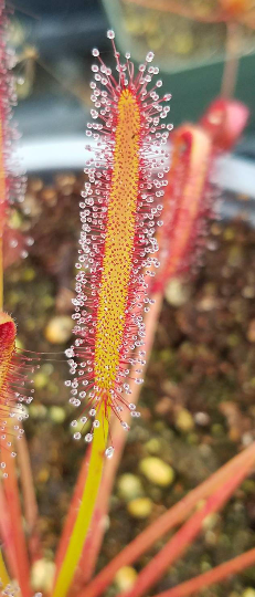 Drosera capensis 'big pink' - 1