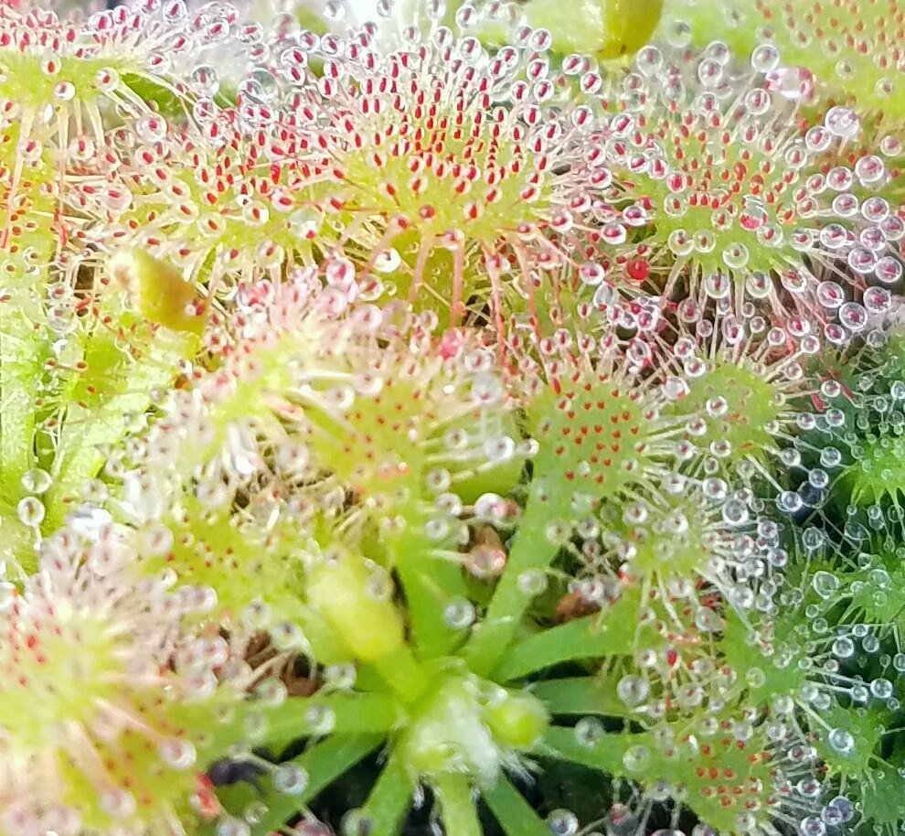 Drosera spatulata, Spoon Sundew, live carnivorous plant, potted