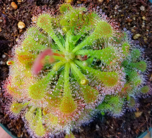 Drosera spatulata, Spoon Sundew, live carnivorous plant, potted