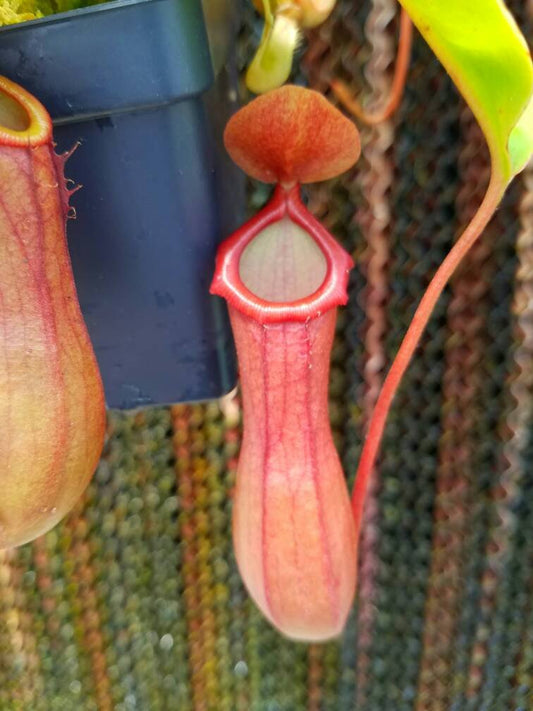 Nepenthes Ventrata, tropical pitcher plant, live carnivorous plant, potted