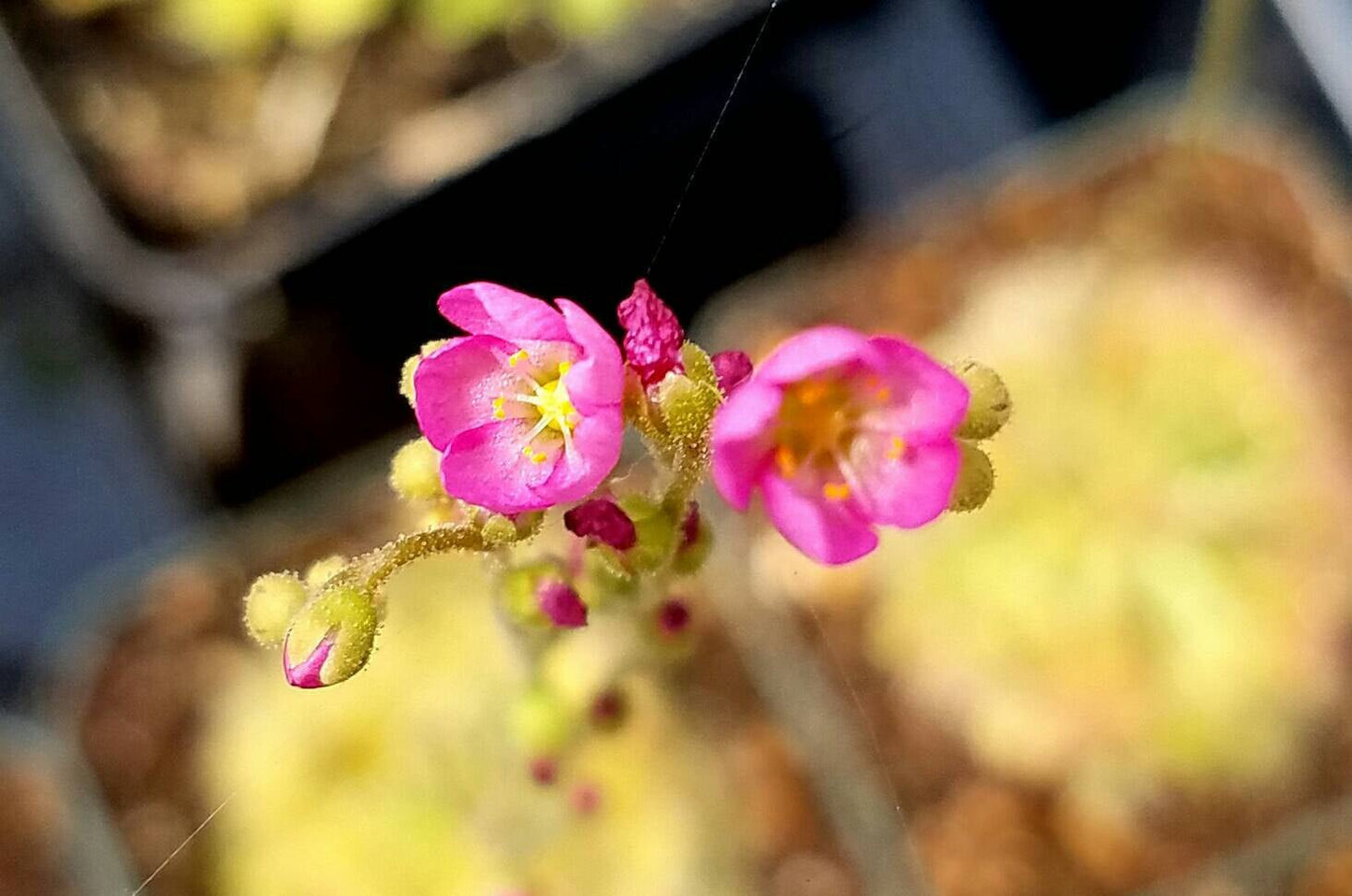 Drosera spatulata, Spoon Sundew, live carnivorous plant, potted