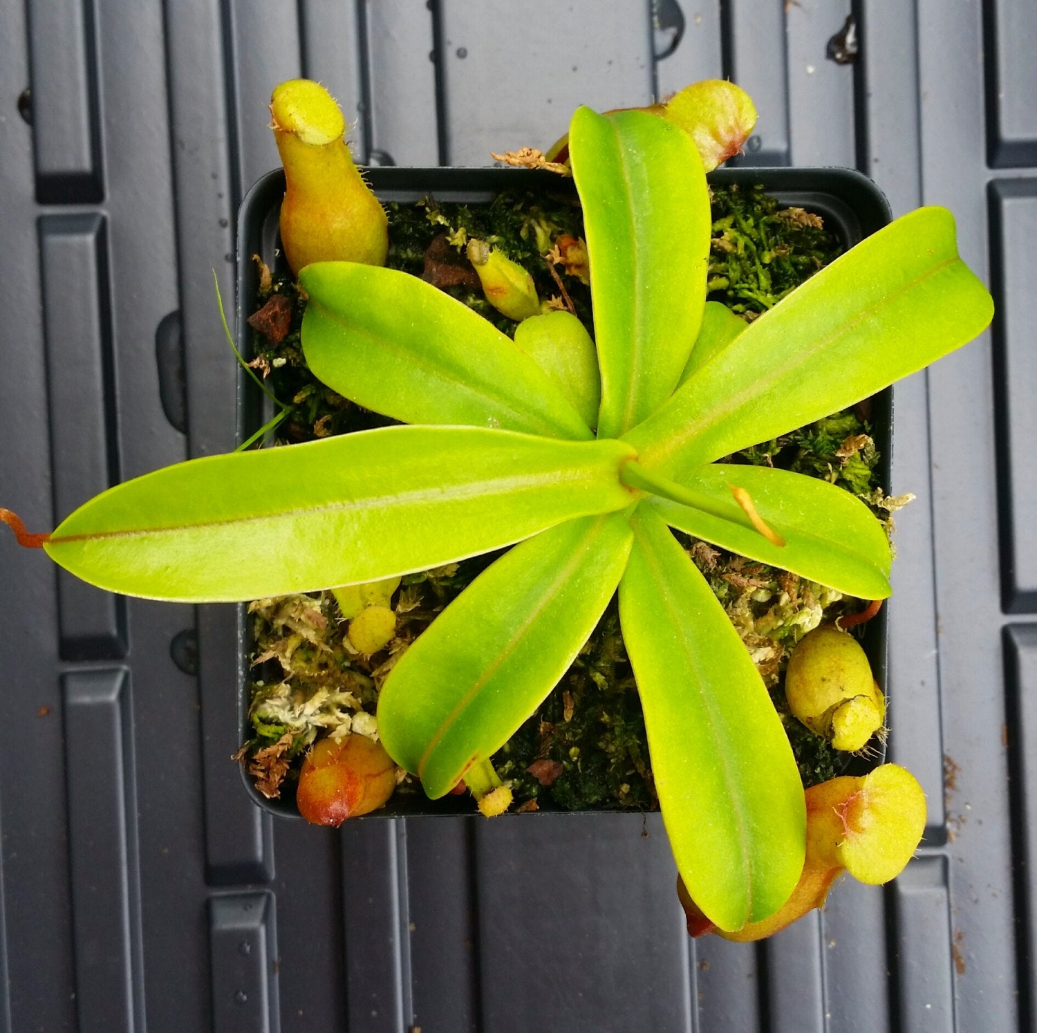 Nepenthes ventricosa 'Red', tropical pitcher plant, live carnivorous plant, potted