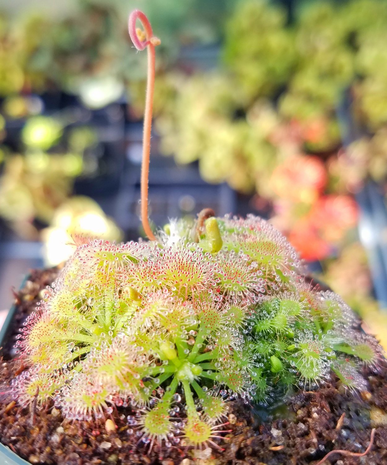 Drosera spatulata, Spoon Sundew, live carnivorous plant, potted