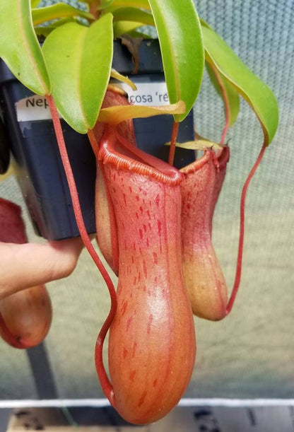 Nepenthes ventricosa 'Red', tropical pitcher plant, live carnivorous plant, potted