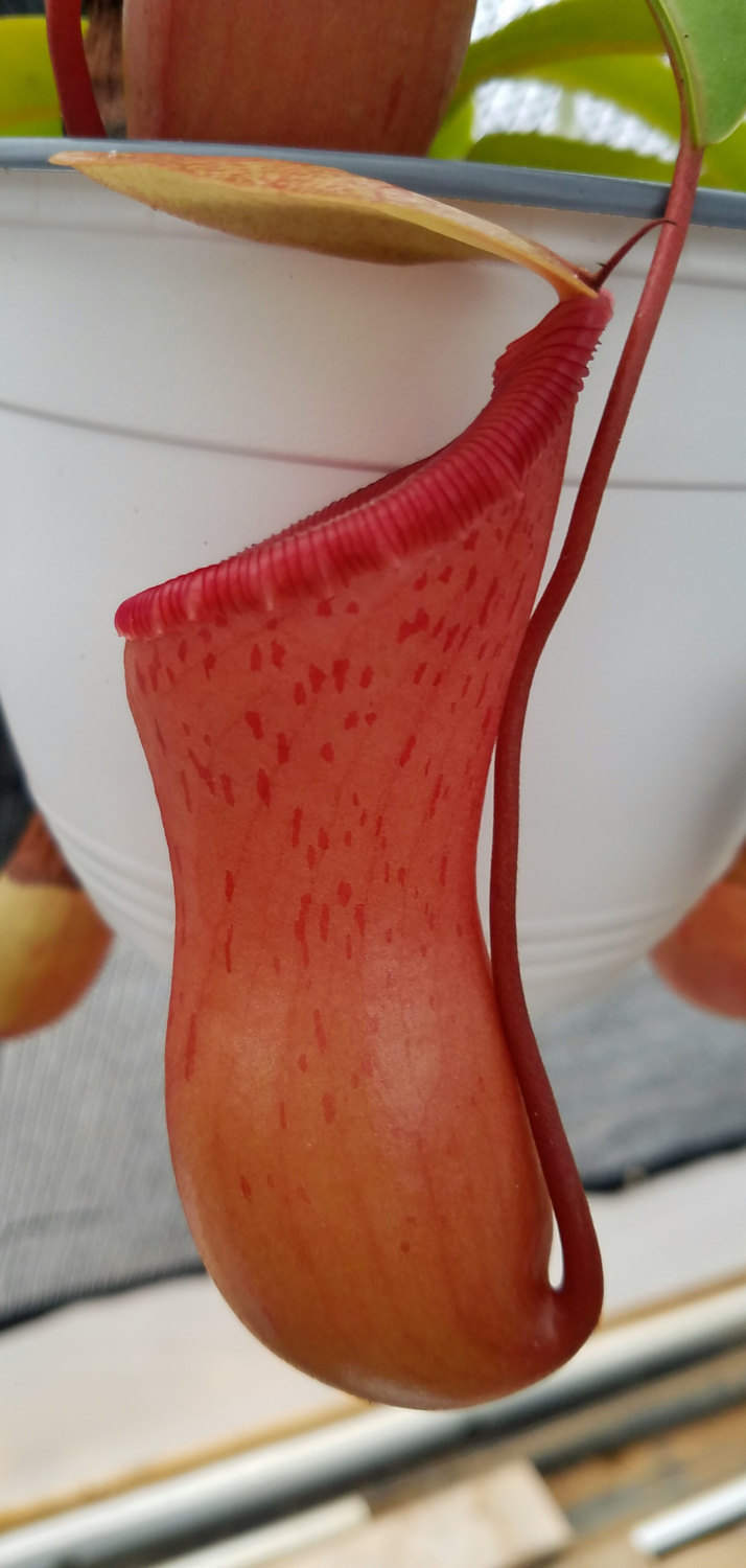 Nepenthes ventricosa 'Red', tropical pitcher plant, live carnivorous plant, potted