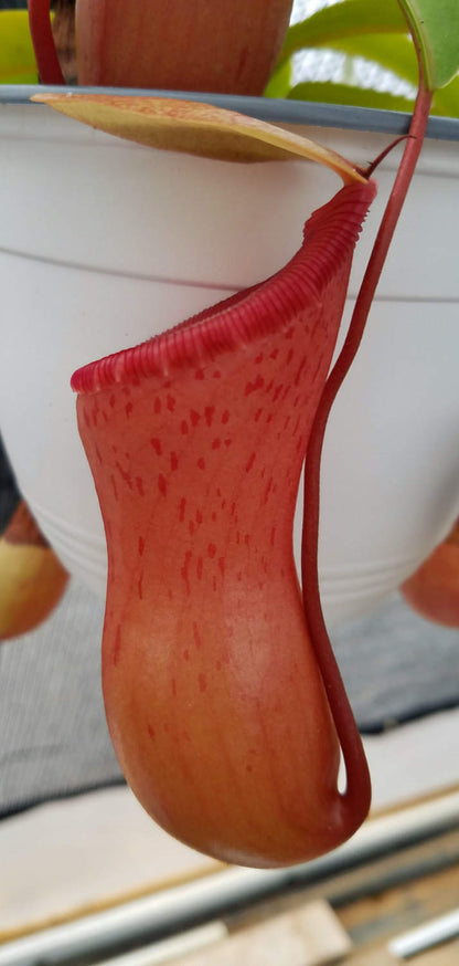 Nepenthes ventricosa 'Red', tropical pitcher plant, live carnivorous plant, potted