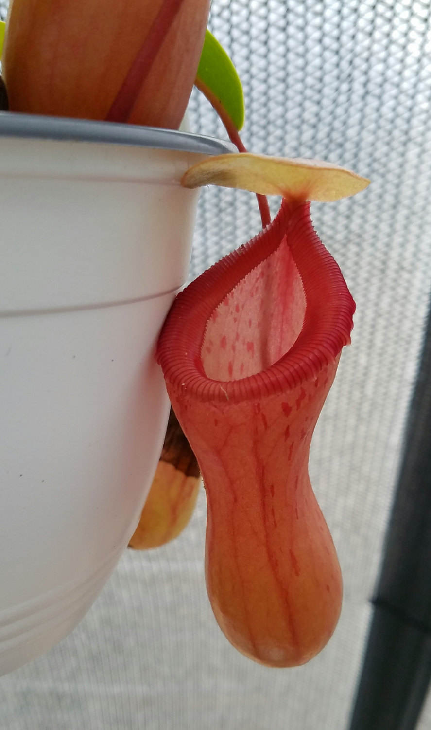 Nepenthes ventricosa 'Red', tropical pitcher plant, live carnivorous plant, potted