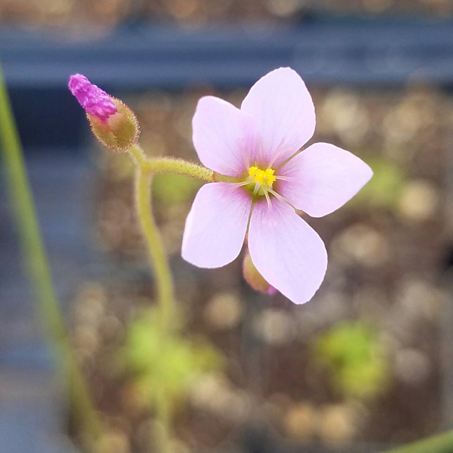 Drosera dielsiana - 4