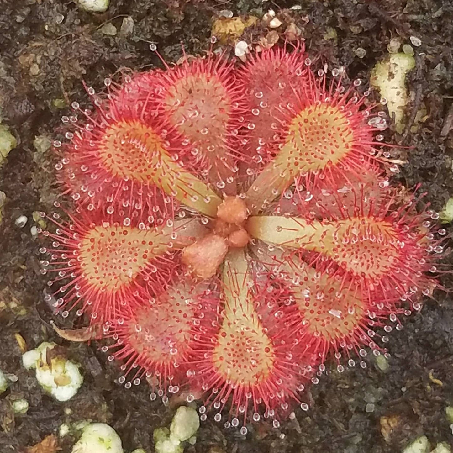 Drosera dielsiana - 1