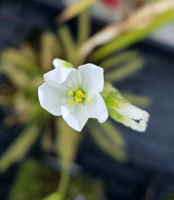 drosera capensis 'alba' - 3