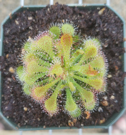 Drosera spatulata, Spoon Sundew, live carnivorous plant, potted